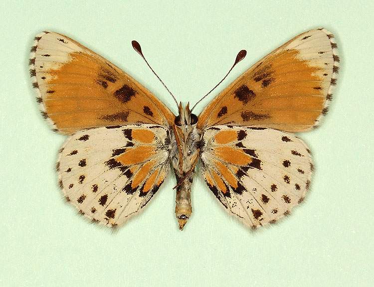 Melitaea cinxia male (aberrant form horvathi, verso) (Internet Image property of respective owner, non-commercial use only)